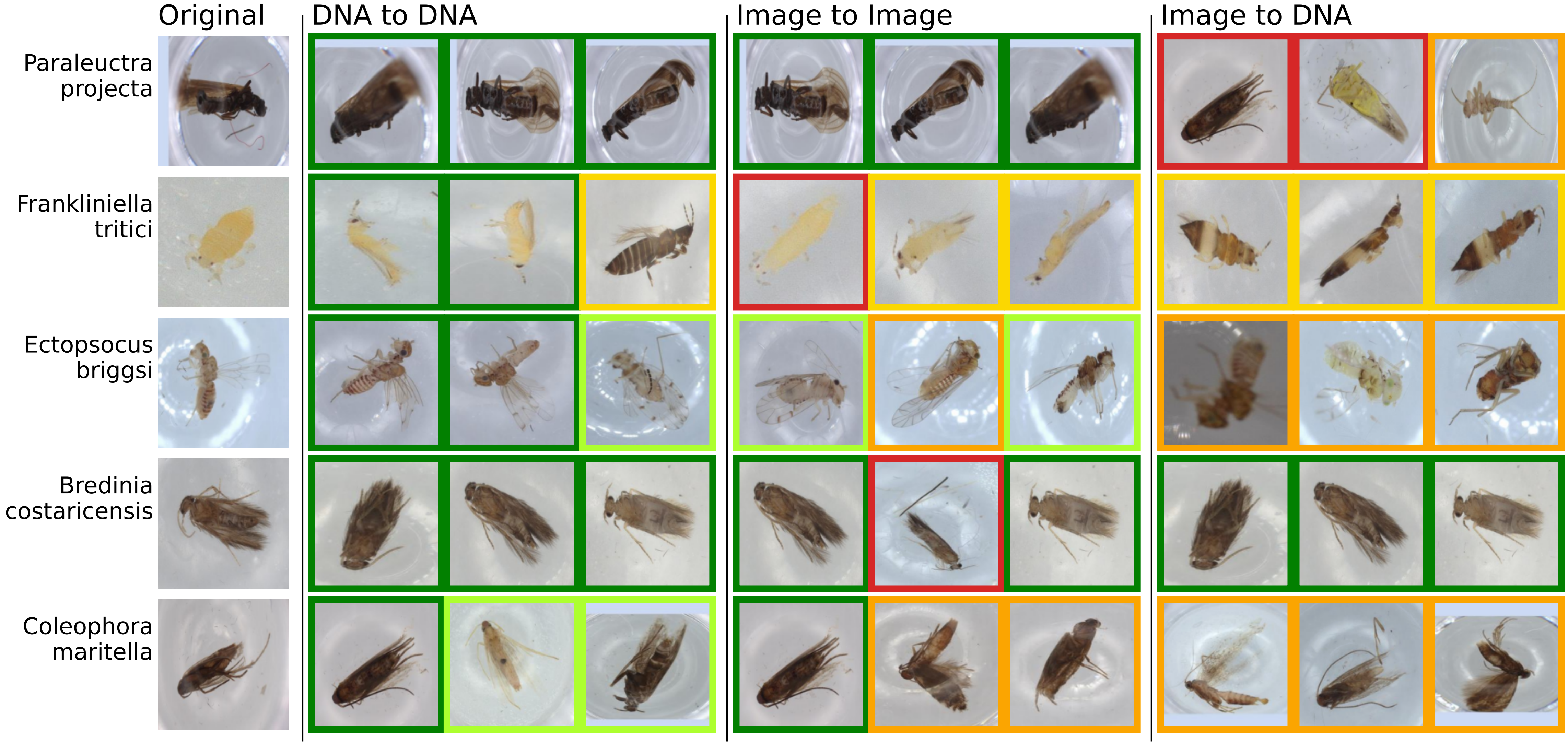 Examples of retrieving from image to DNA